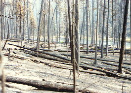 Click here to go to 1988 trip report.  Photo (C) 2008
