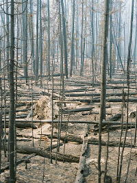 Click for larger view