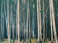 Click for larger view.