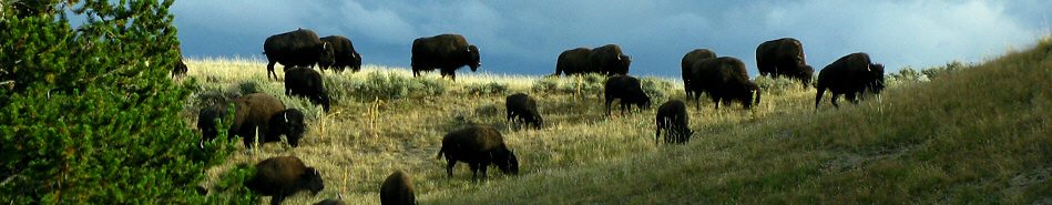 Bison at Hayden Valley